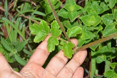 Heracleum sprengelianum